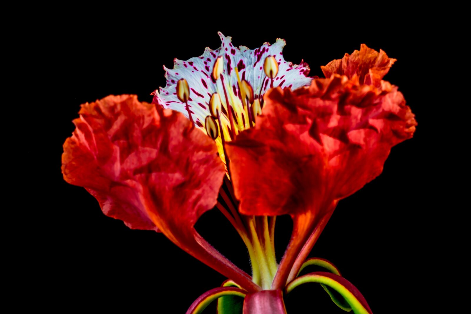 Nikon D5200 sample photo. Blossom, blossom, bloom photography