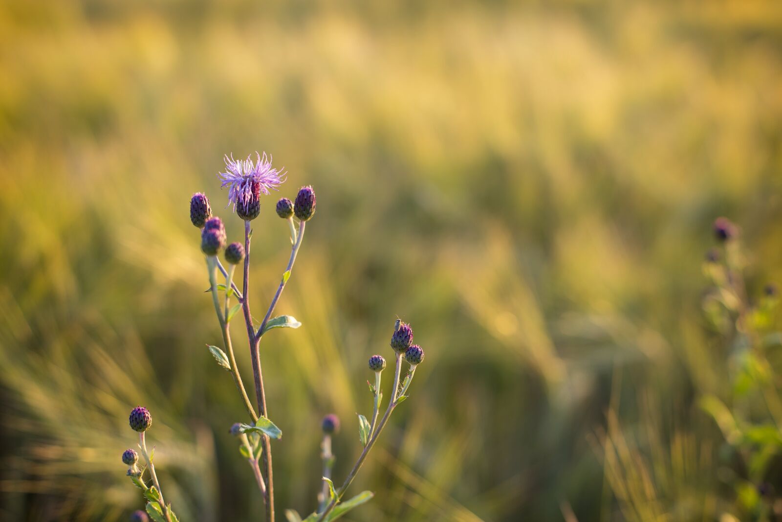 Canon EOS 6D + Canon EF 50mm F1.4 USM sample photo. Flowers, nature, blossoms photography