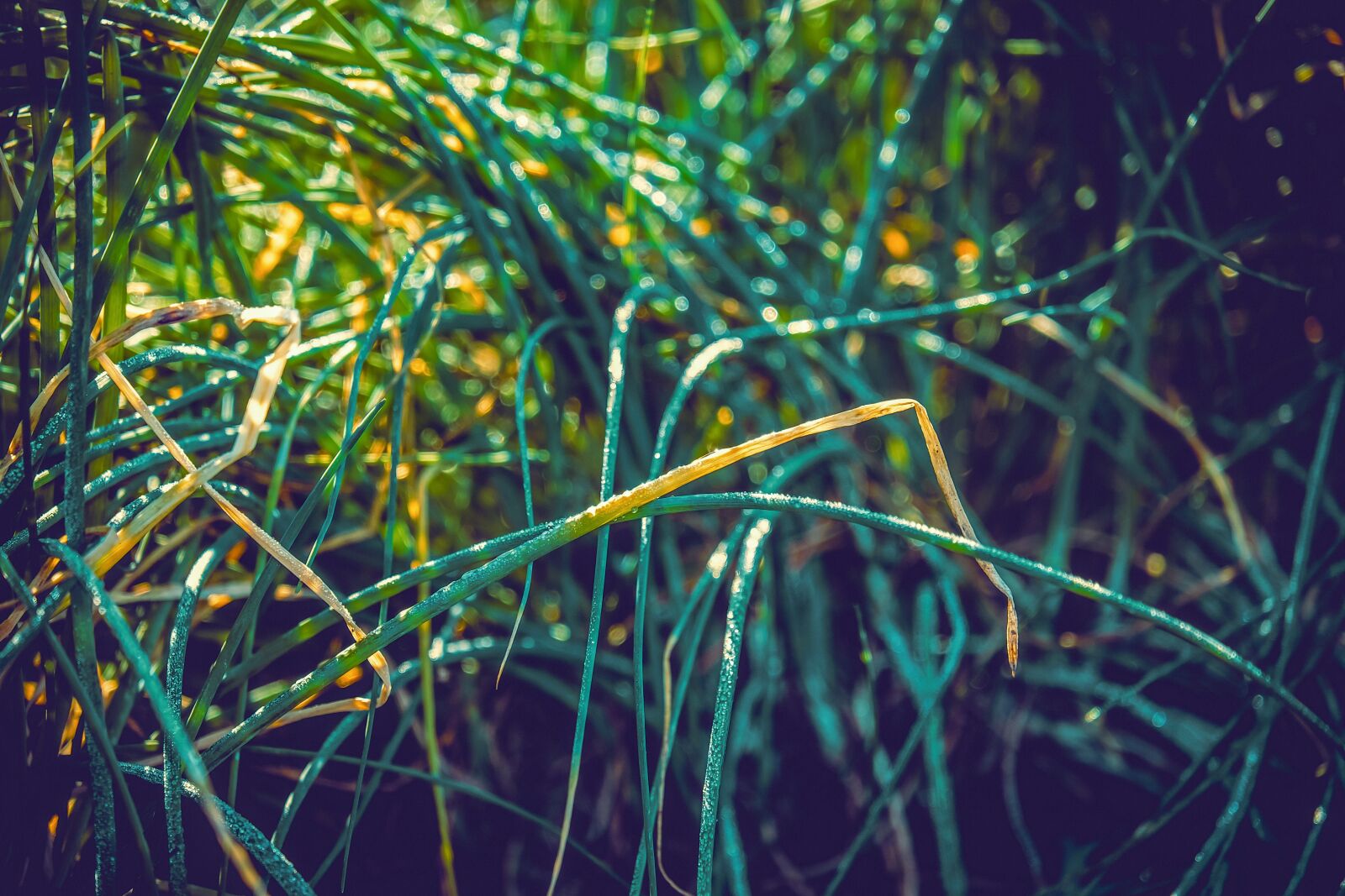 Fujifilm XF 55-200mm F3.5-4.8 R LM OIS sample photo. Chives, field, dew photography