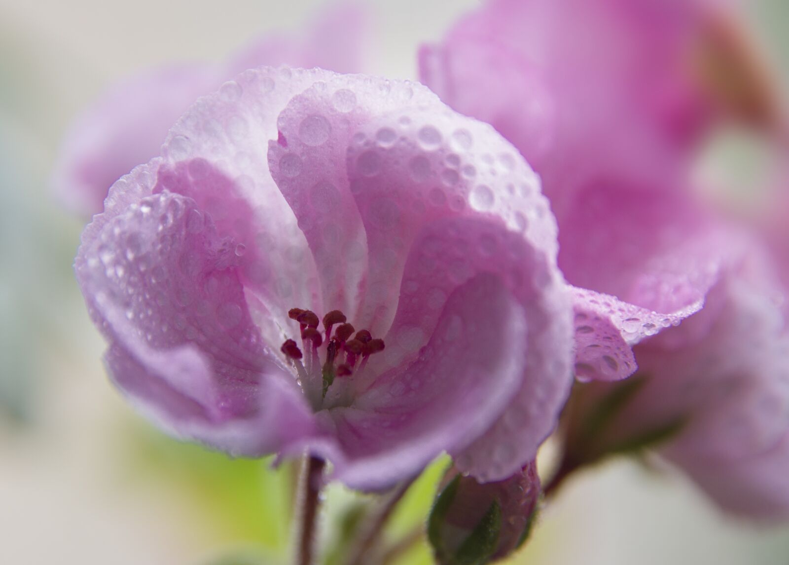 Sony Alpha DSLR-A550 sample photo. Nature, flower, plant photography