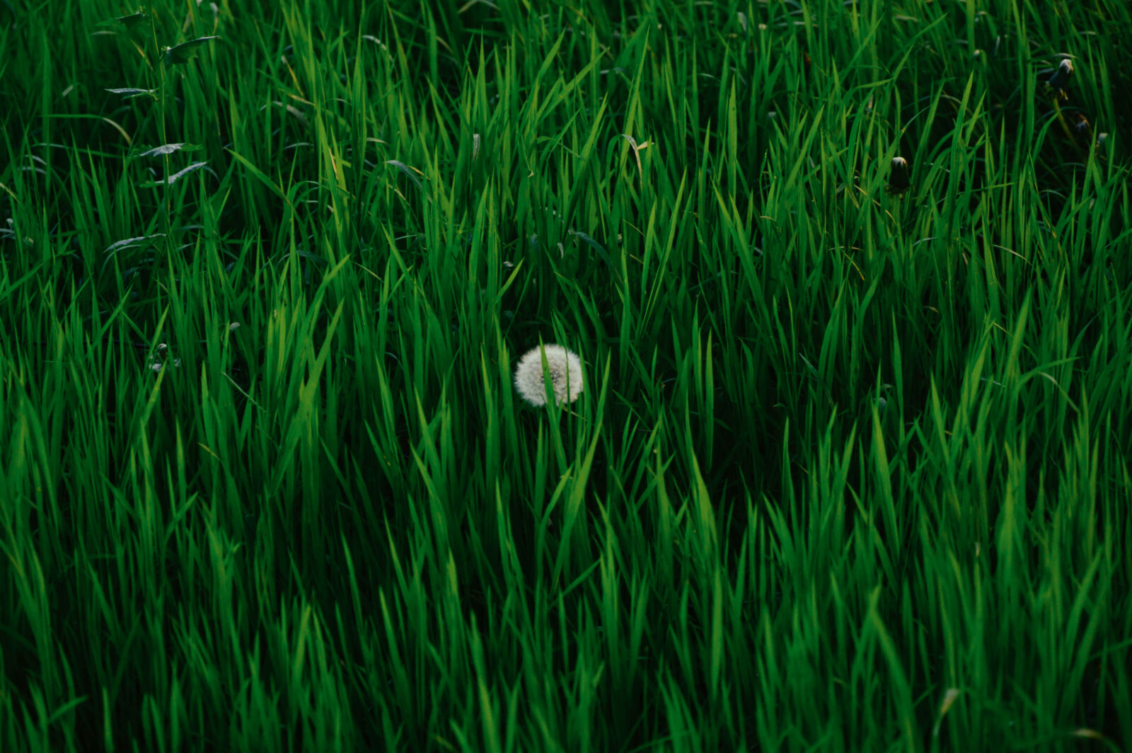 Nikon D3200 sample photo. Green, grass, field photography