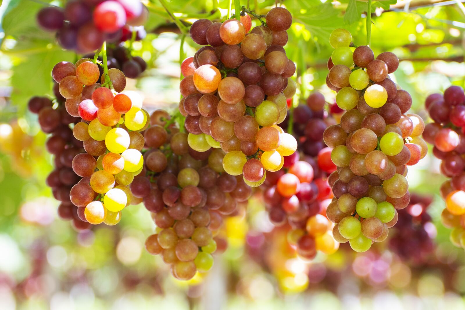 Nikon D7500 sample photo. Grapes, vineyard, vine photography