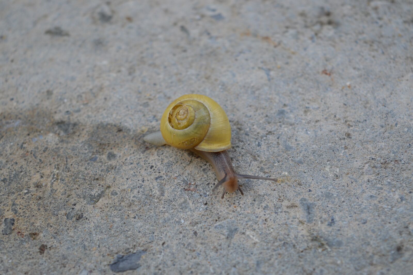 Nikon D3200 sample photo. Worm, nature, slowly photography