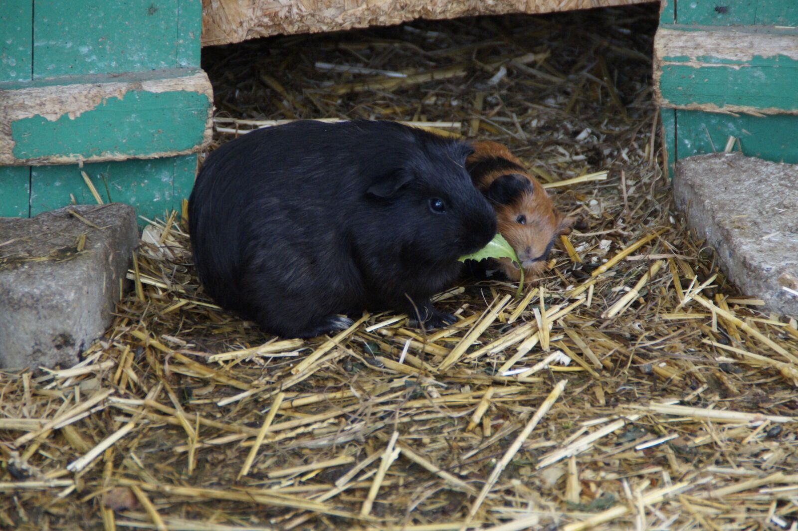 Sony SLT-A58 sample photo. Guinea pig, guinea pig photography