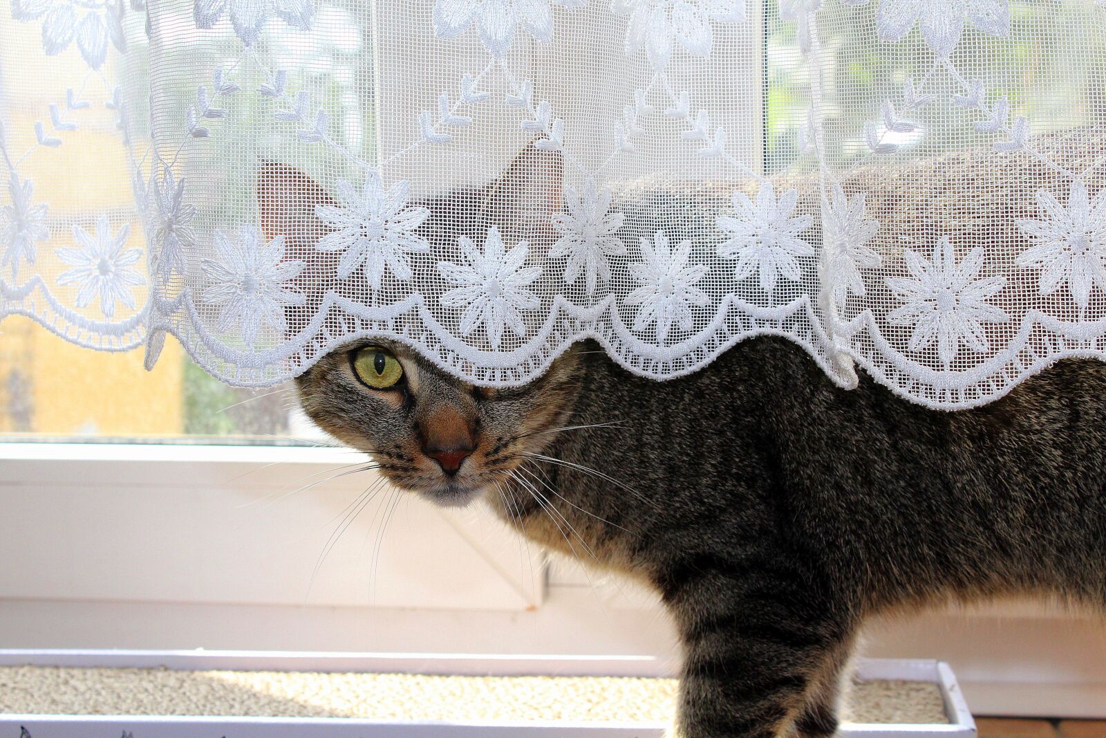 Canon EOS 1200D (EOS Rebel T5 / EOS Kiss X70 / EOS Hi) sample photo. Cat, hiding, pet photography