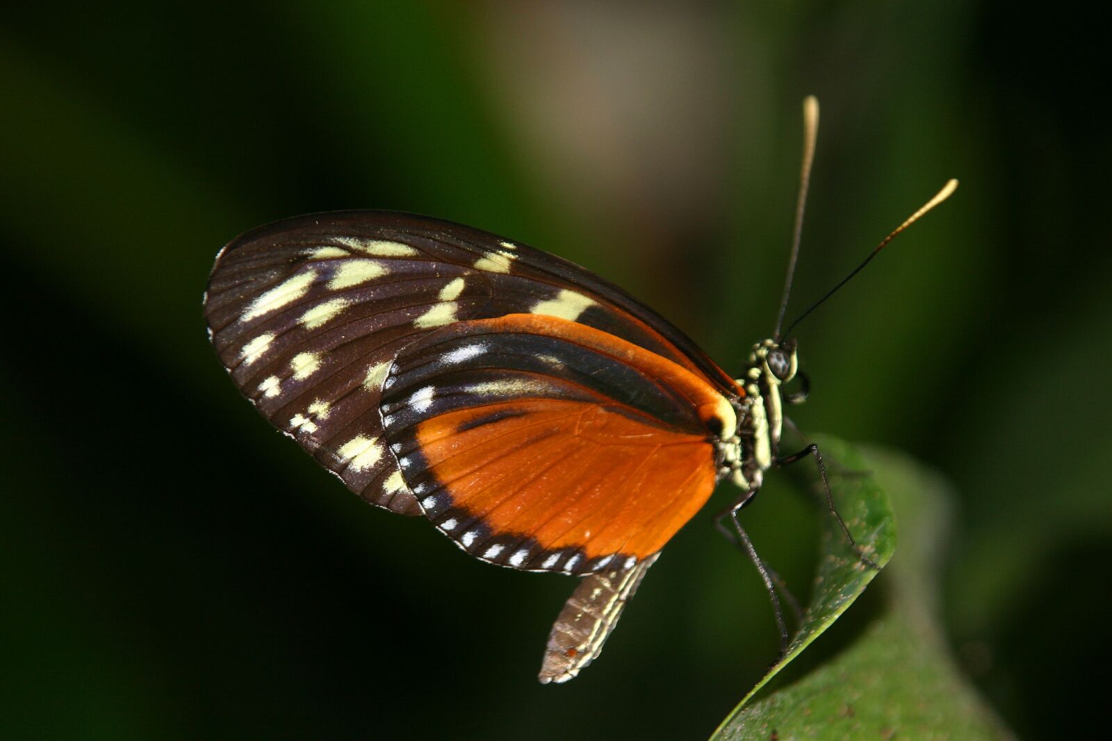 Canon EOS 300D (EOS Digital Rebel / EOS Kiss Digital) sample photo. Butterfly, close up, insect photography