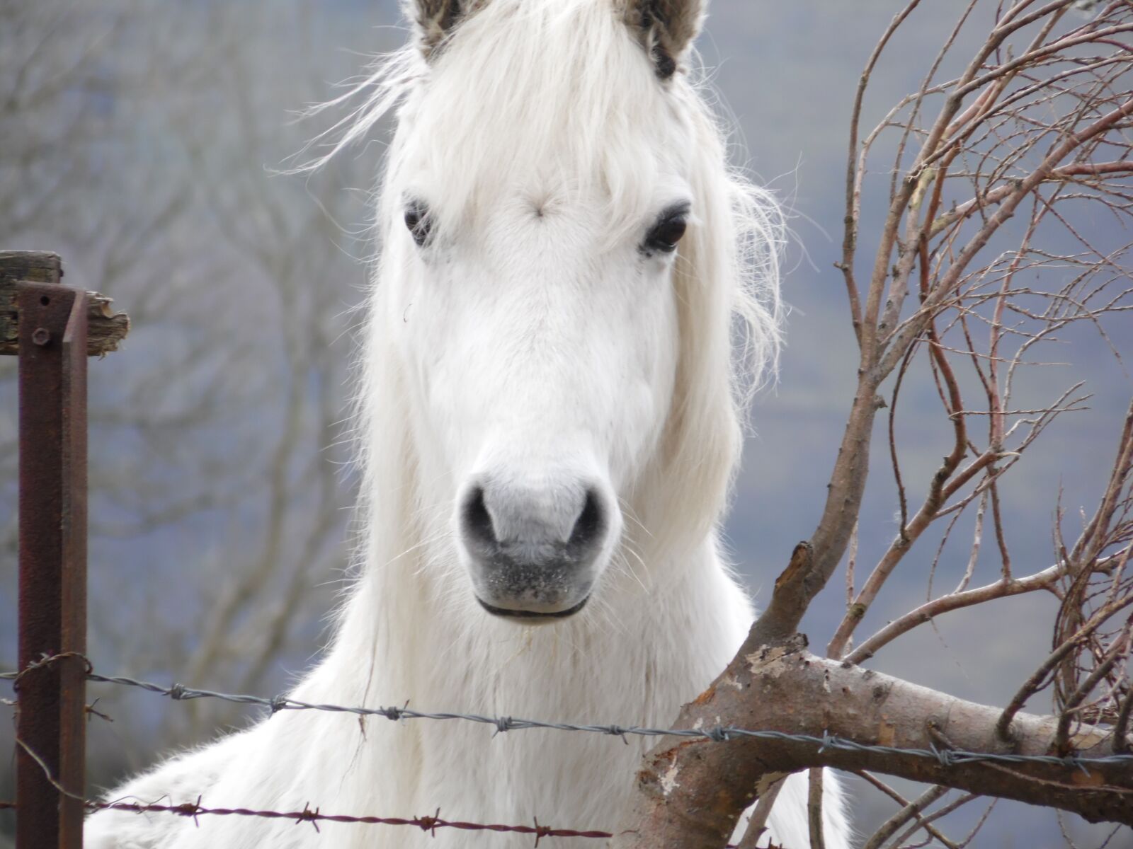Samsung WB100/  WB101 sample photo. Horse, pony, animal photography