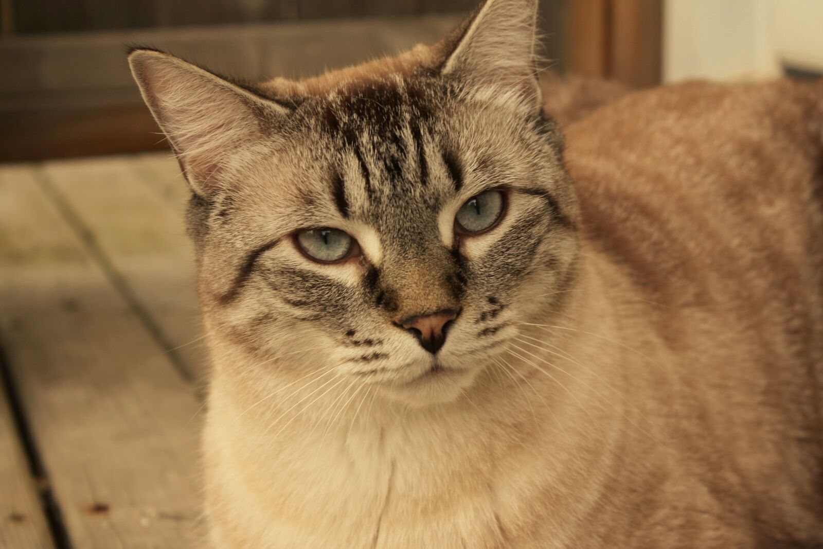 Canon EOS 450D (EOS Rebel XSi / EOS Kiss X2) sample photo. Cats, siamese, animal photography