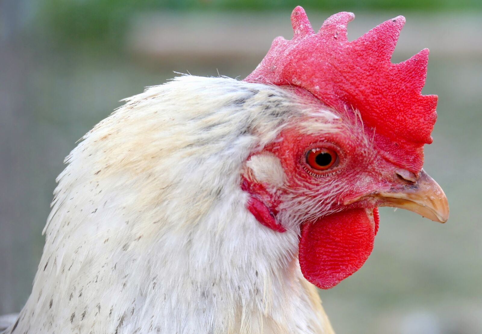 Panasonic Lumix DMC-FZ1000 sample photo. Chicken, chicken head, hen photography