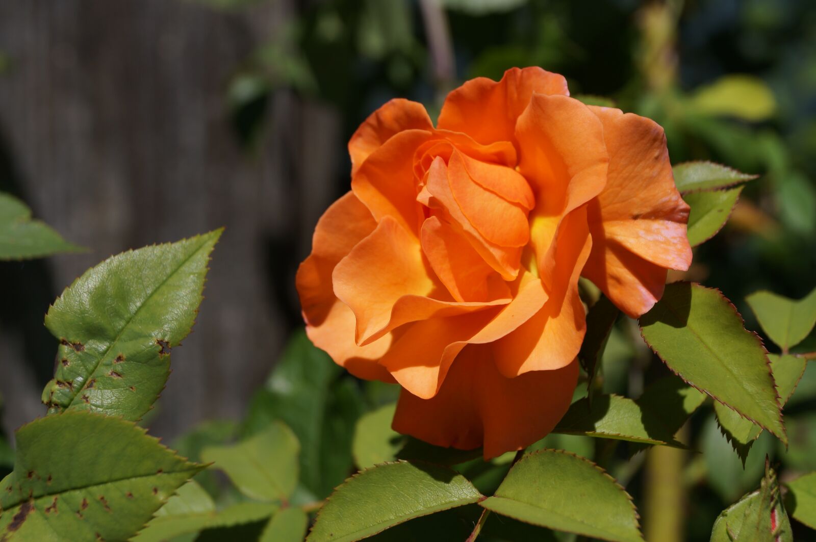 Sony SLT-A37 sample photo. Rose, rose petals, orange photography