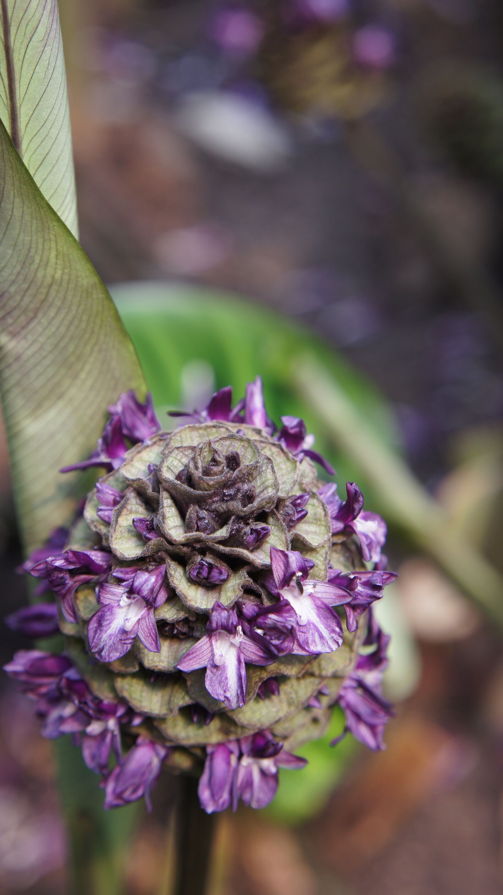 Sony SLT-A55 (SLT-A55V) sample photo. Flower, violet, purple photography