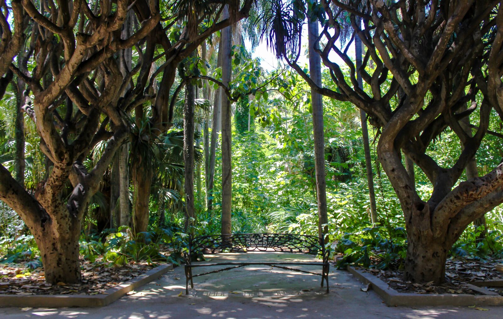 Canon EOS 600D (Rebel EOS T3i / EOS Kiss X5) sample photo. Garden, algiers, algeria photography