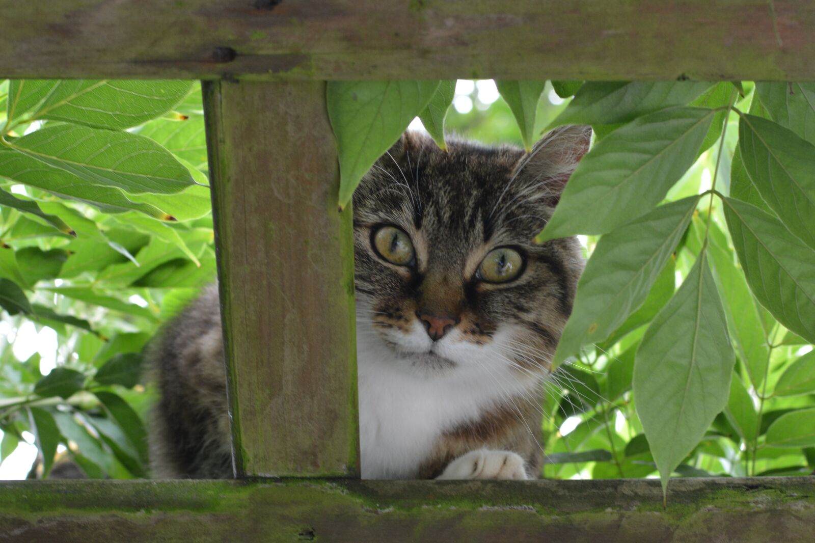 Nikon D5200 sample photo. Cat, animal, curious photography