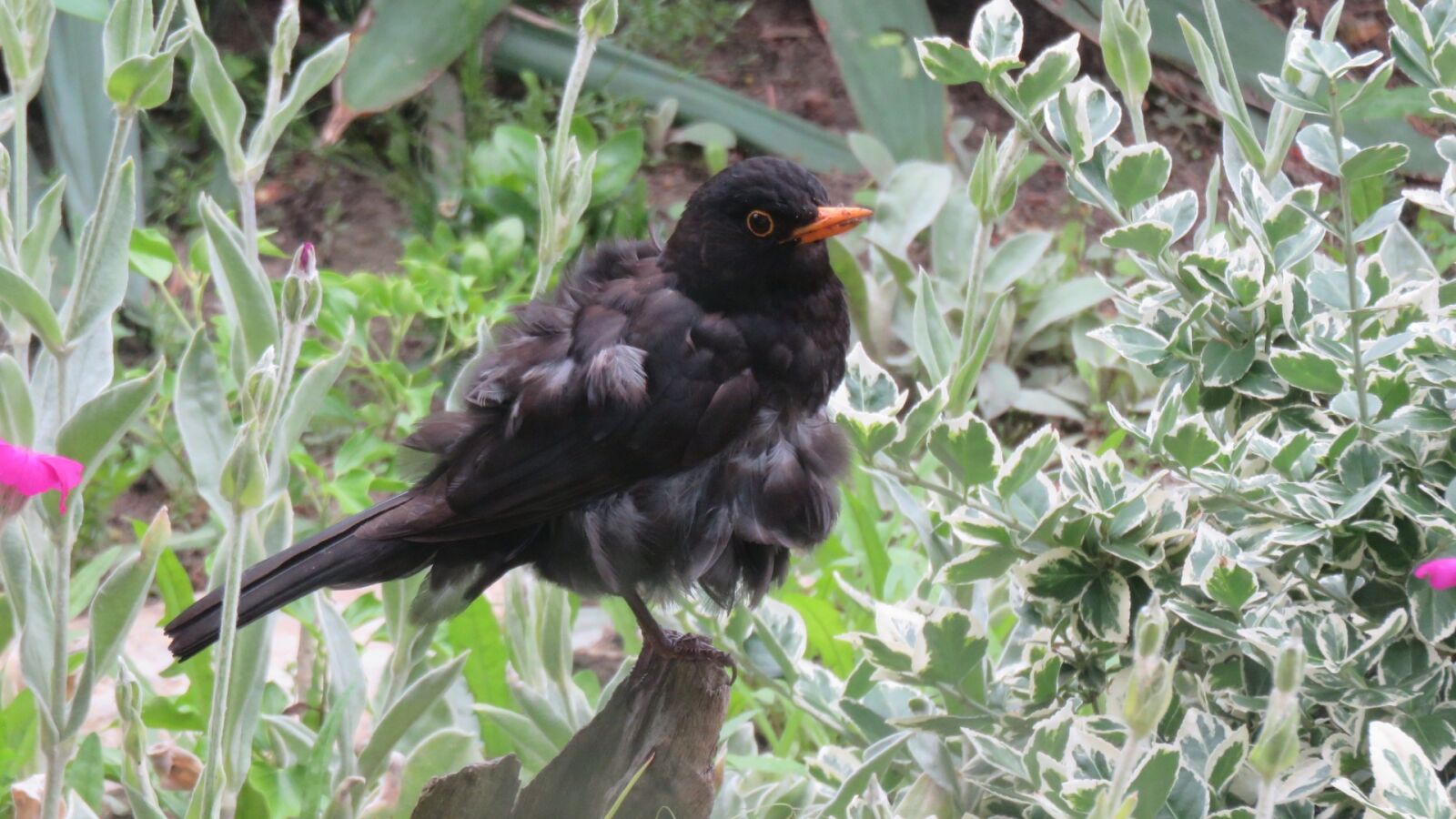 Canon PowerShot SX700 HS sample photo. Blackbird, bird, nature photography