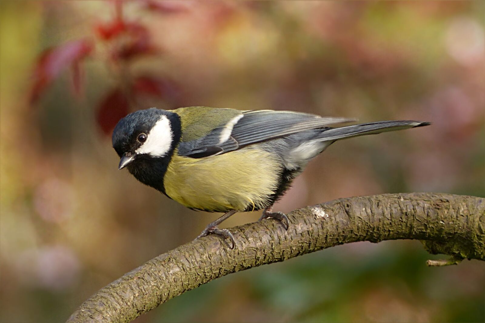 Panasonic Lumix DMC-FZ200 sample photo. Tit, parus major, bird photography