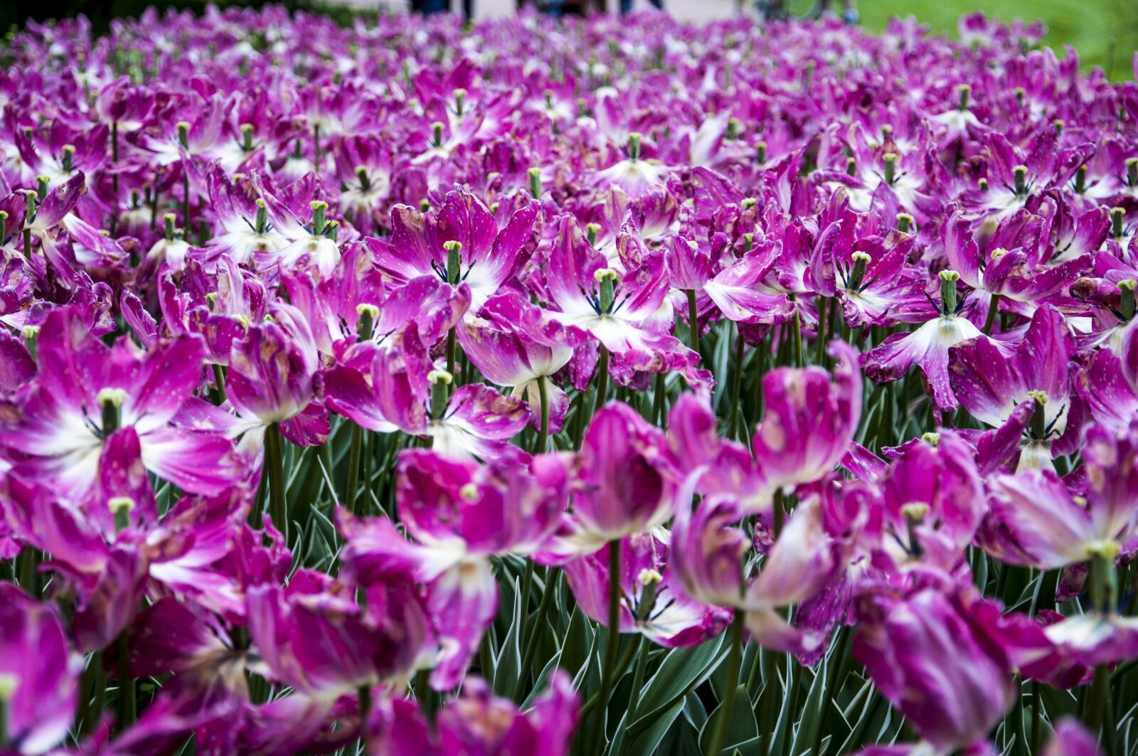 Nikon D90 sample photo. Flower, nature, plant photography