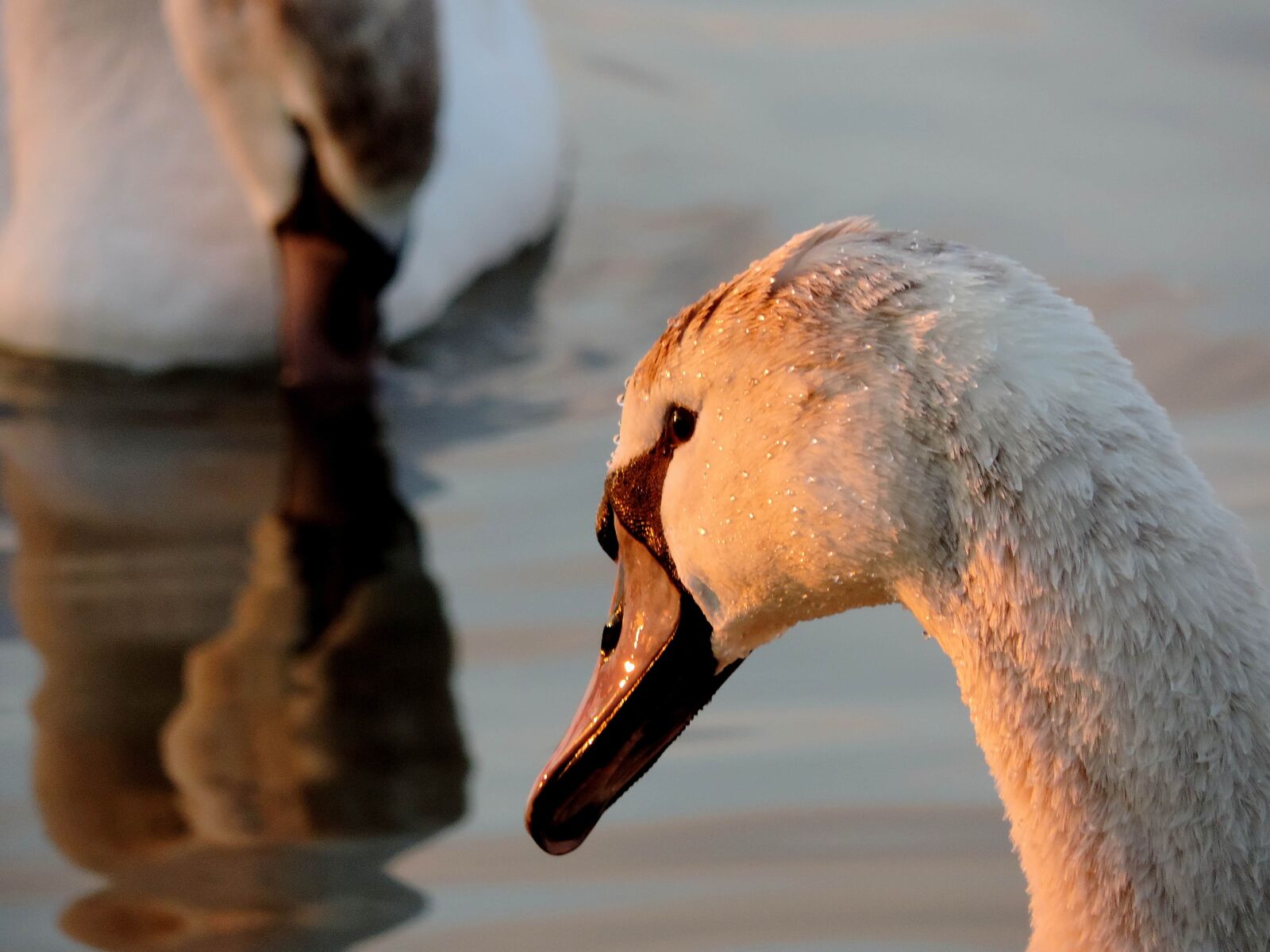 Nikon Coolpix P520 sample photo. Beak, wildlife, bird, waterfowl photography