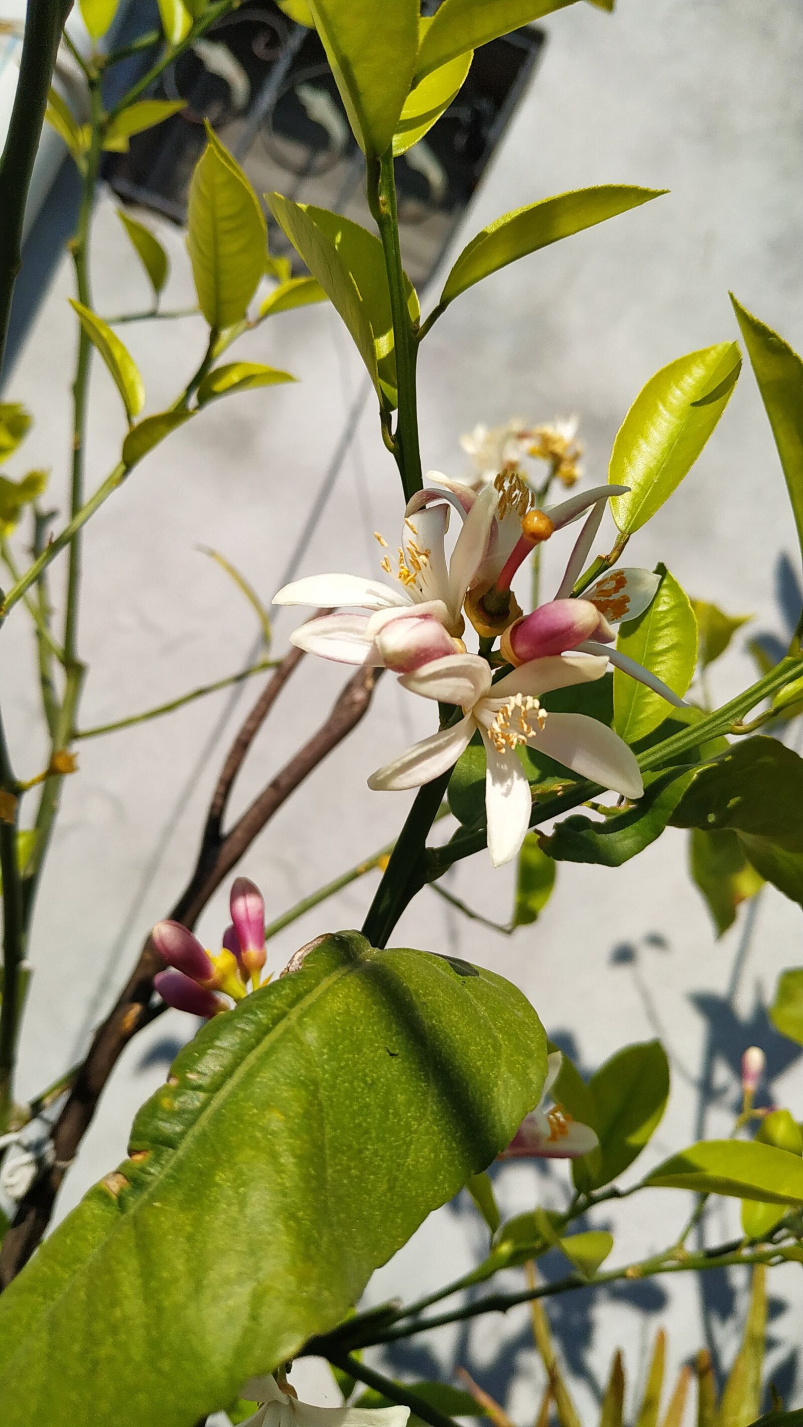 Xiaomi Redmi Note 6 Pro sample photo. Ye il, i ek photography