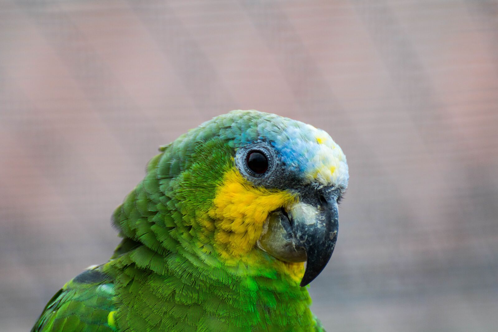 Canon EOS 750D (EOS Rebel T6i / EOS Kiss X8i) sample photo. Parrot, bird, colorful photography