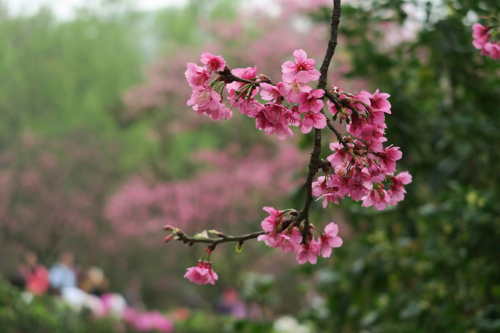 Canon PowerShot G7 X sample photo. Flower, nature, tree photography