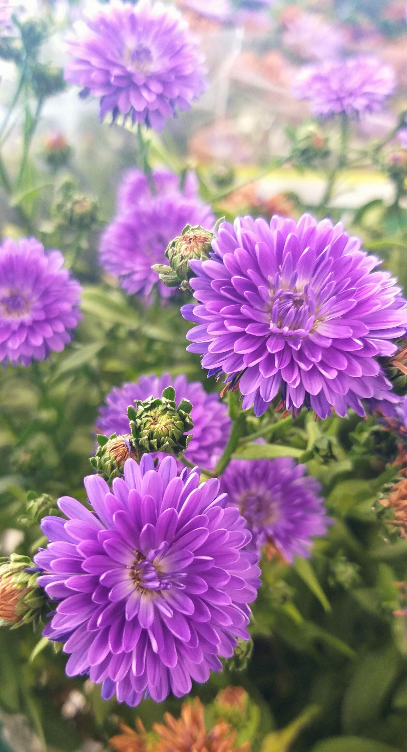 Samsung Galaxy J8 sample photo. Daisies of fall, nature photography
