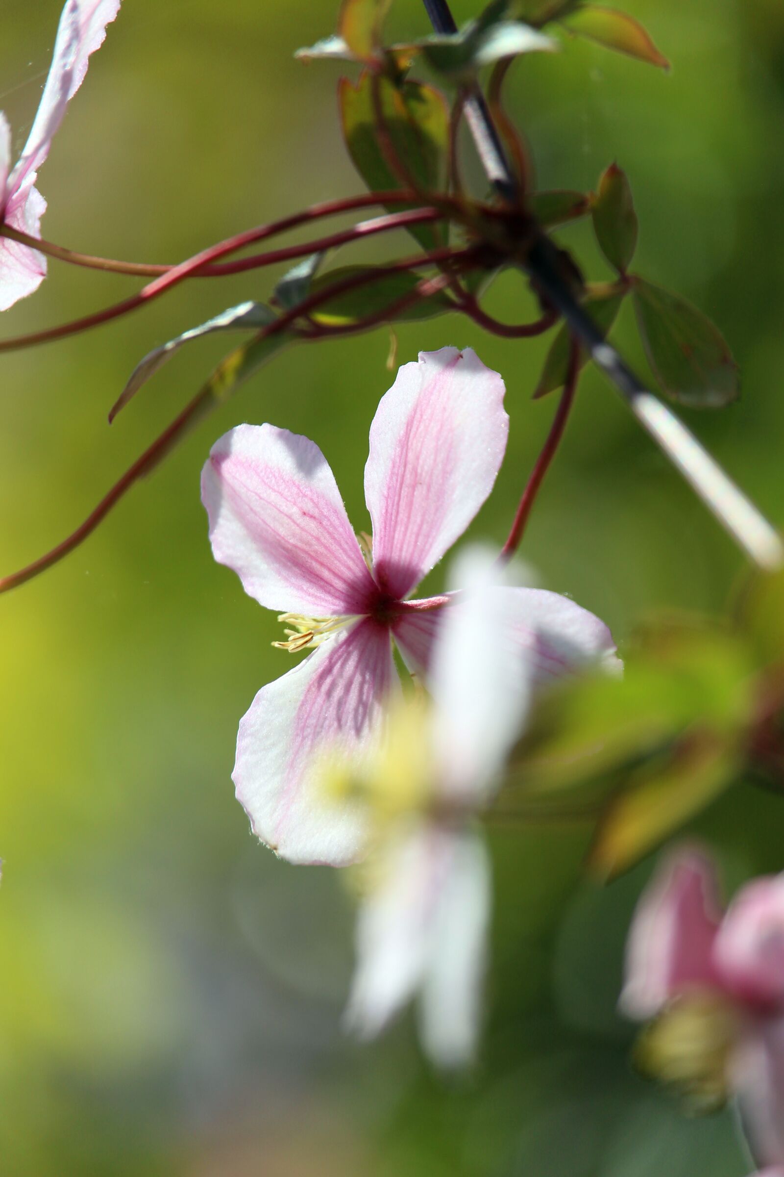 Canon EOS 700D (EOS Rebel T5i / EOS Kiss X7i) sample photo. Clematis, climber plant, close photography