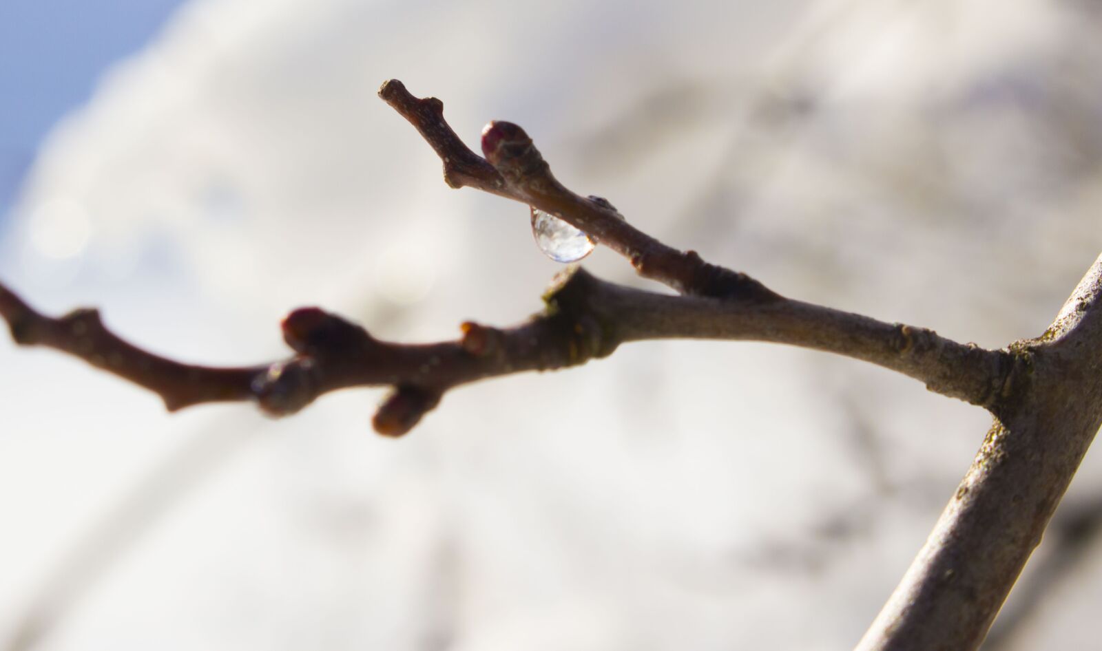 Canon EOS 100D (EOS Rebel SL1 / EOS Kiss X7) sample photo. Twig, snow, drop photography