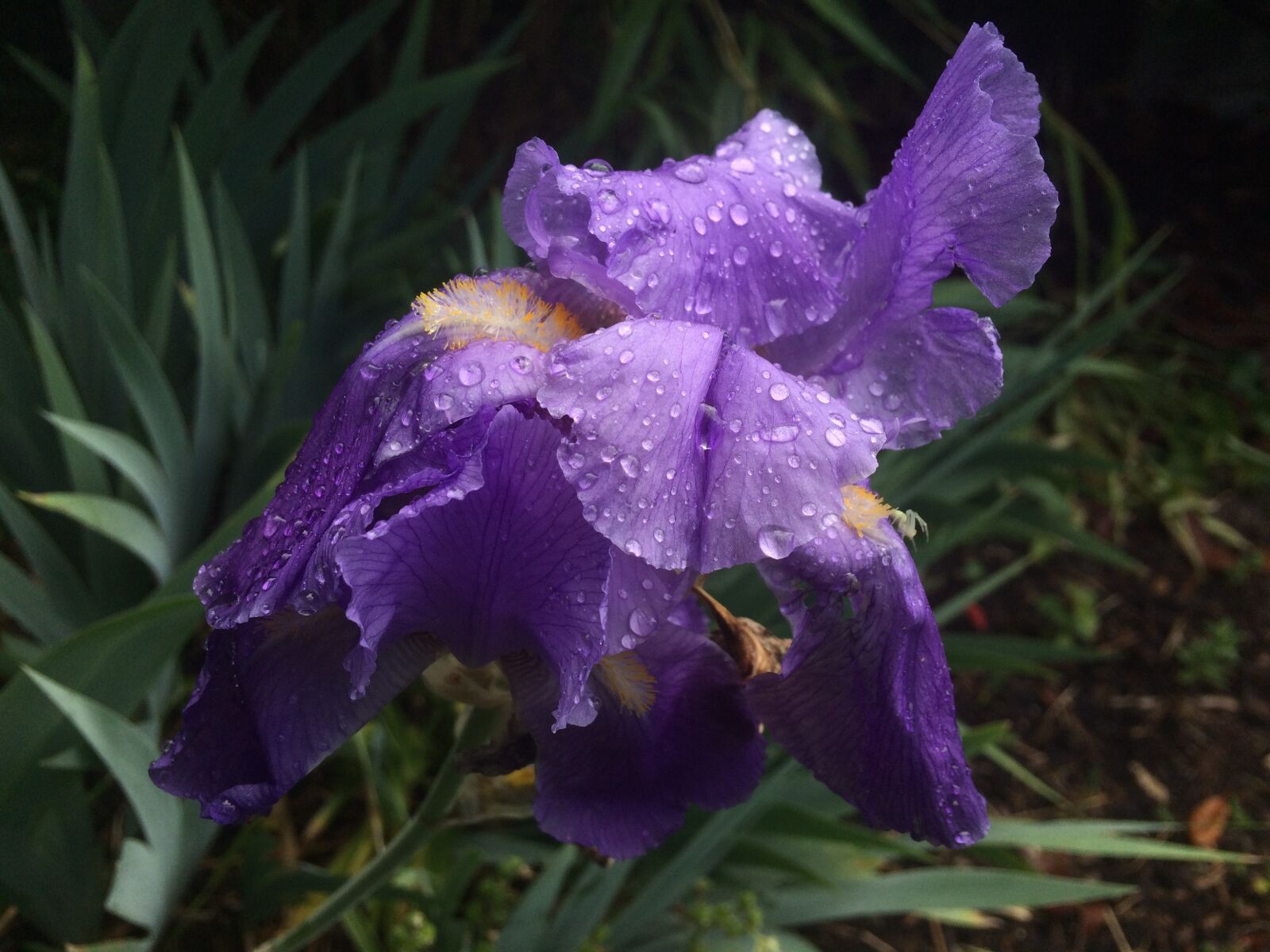 iPhone 5s back camera 4.15mm f/2.2 sample photo. Flowers, garden, rain photography