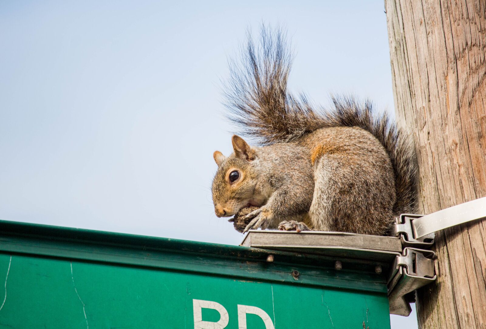 Canon EOS 700D (EOS Rebel T5i / EOS Kiss X7i) sample photo. Rodent, animal, mammal photography