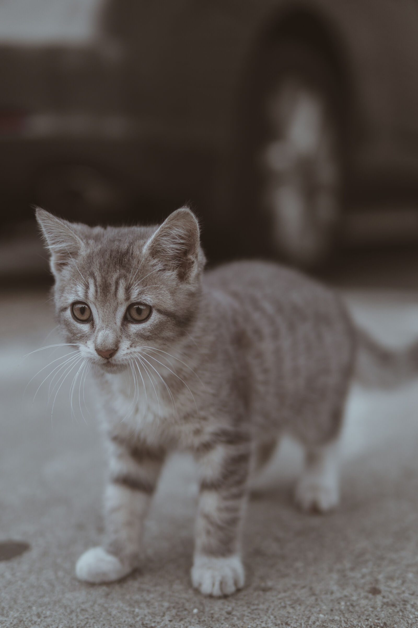 30mm F1.4 DC DN | Contemporary 016 sample photo