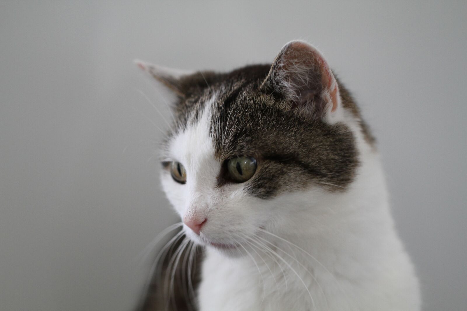 Canon EOS 7D sample photo. Cat, animal, fur photography