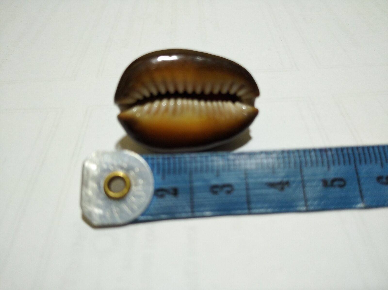 Xiaomi Redmi 8 sample photo. Sea shells, sea star photography