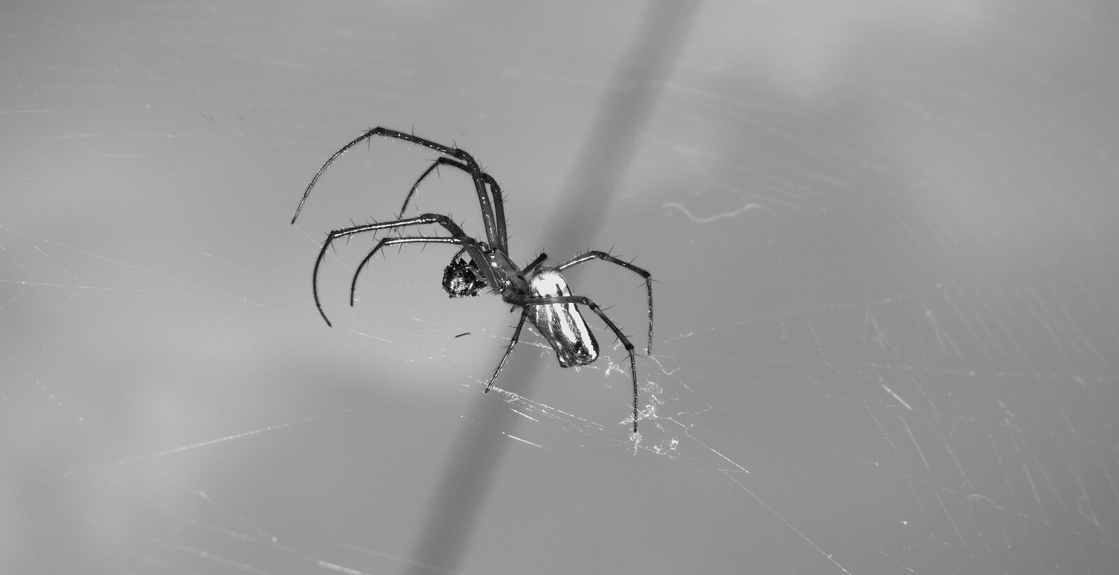 Nikon Coolpix B700 sample photo. Macro, insect, spider photography