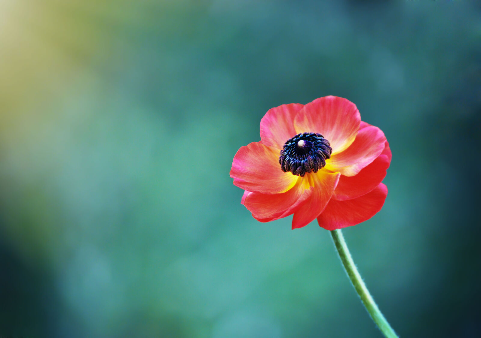 Nikon D7000 sample photo. Flower, nature, sun, shine photography