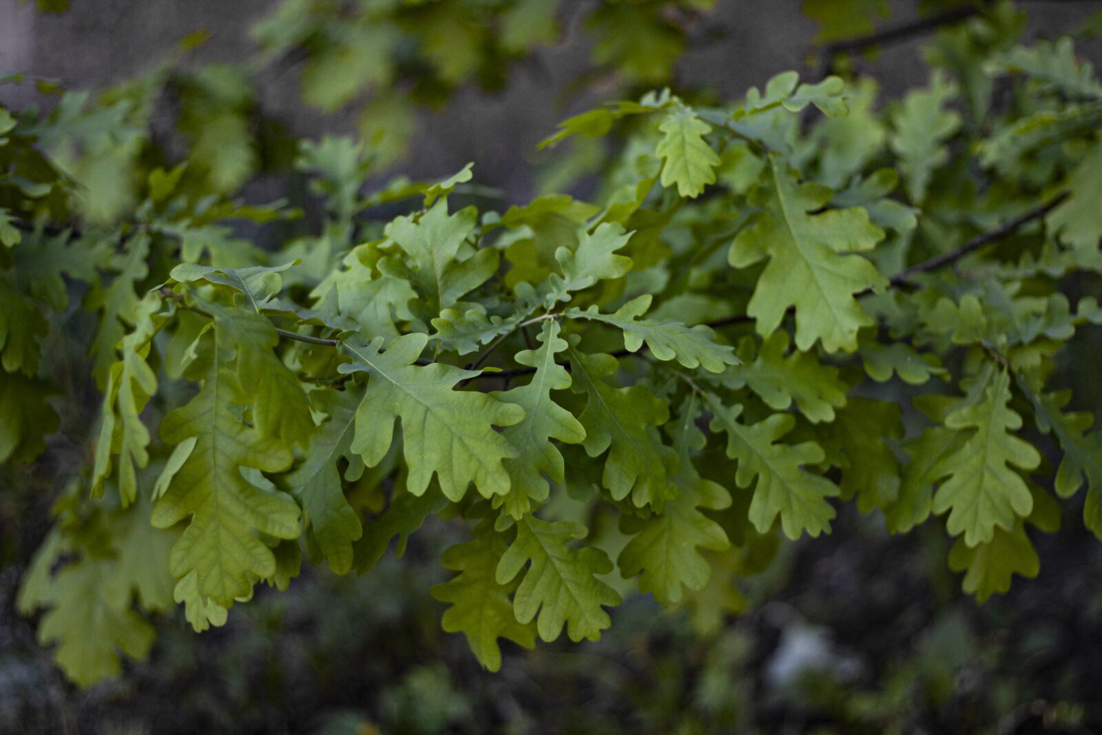 Canon EOS 450D (EOS Rebel XSi / EOS Kiss X2) sample photo. Oak, tree, leaves photography