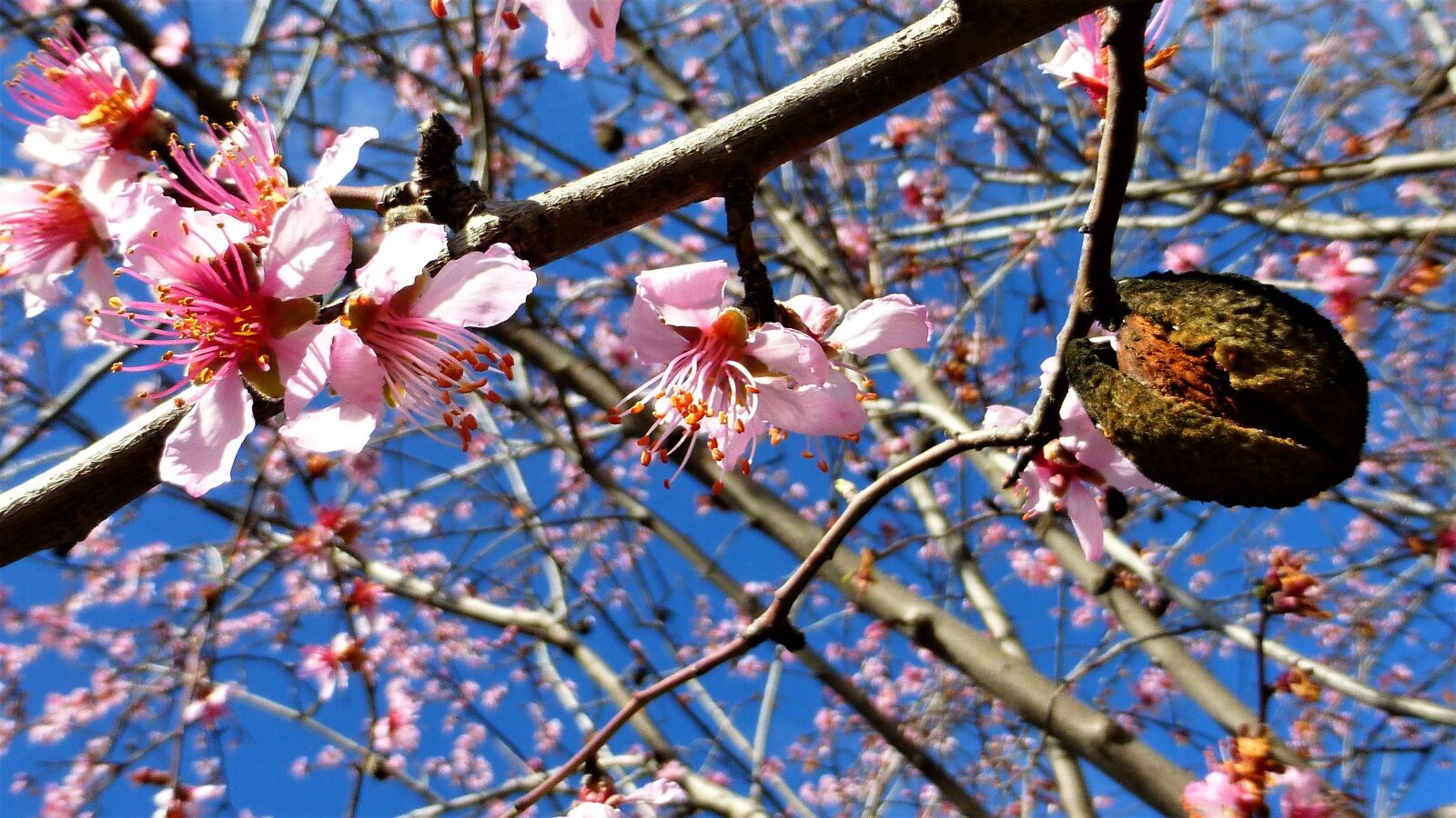 Panasonic Lumix DMC-ZS25 (Lumix DMC-TZ35) sample photo. Nature, tree, flower photography