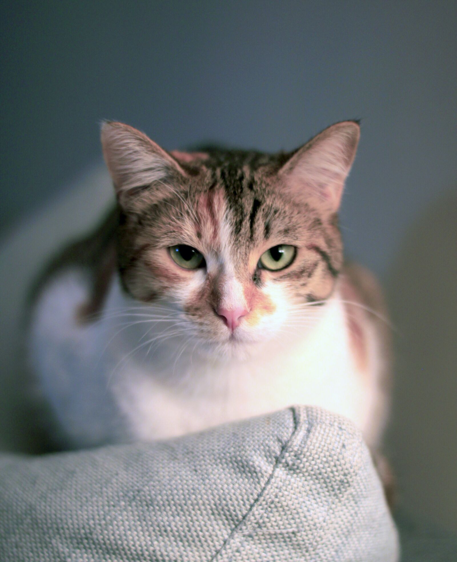 Canon EOS 500D (EOS Rebel T1i / EOS Kiss X3) sample photo. Cat, animals, cat eyes photography