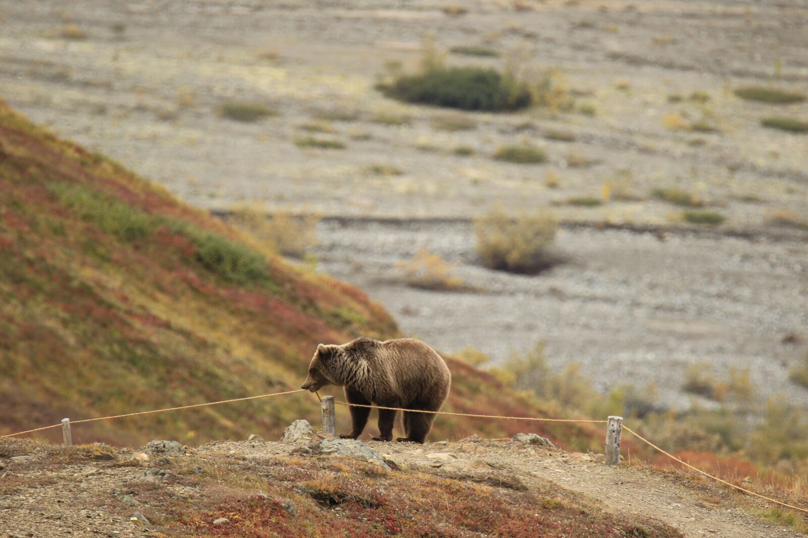Canon EOS 7D Mark II sample photo. Bear, grizzly, alert photography