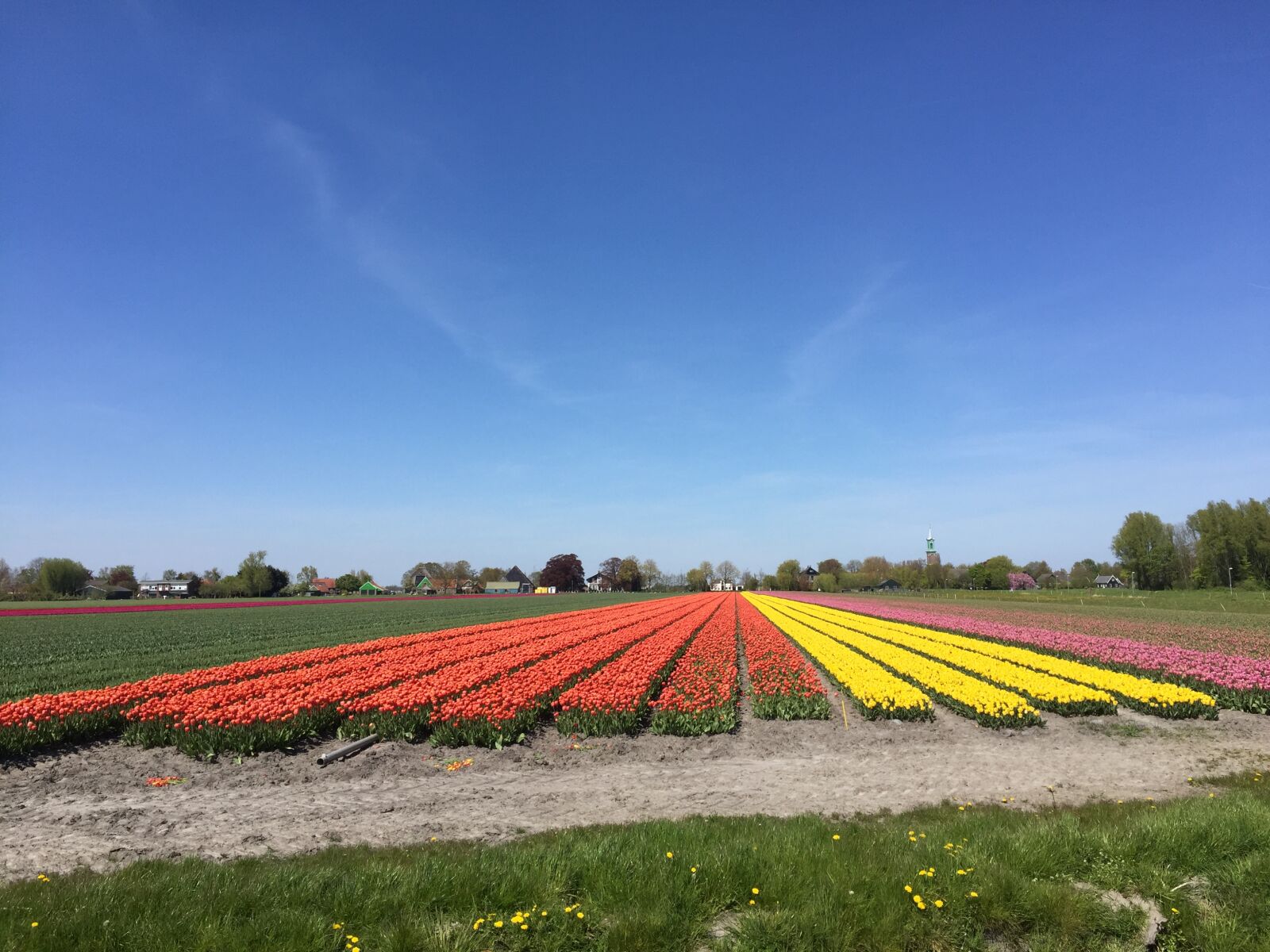 iPhone 6 Plus back camera 4.15mm f/2.2 sample photo. Biking, tulips photography