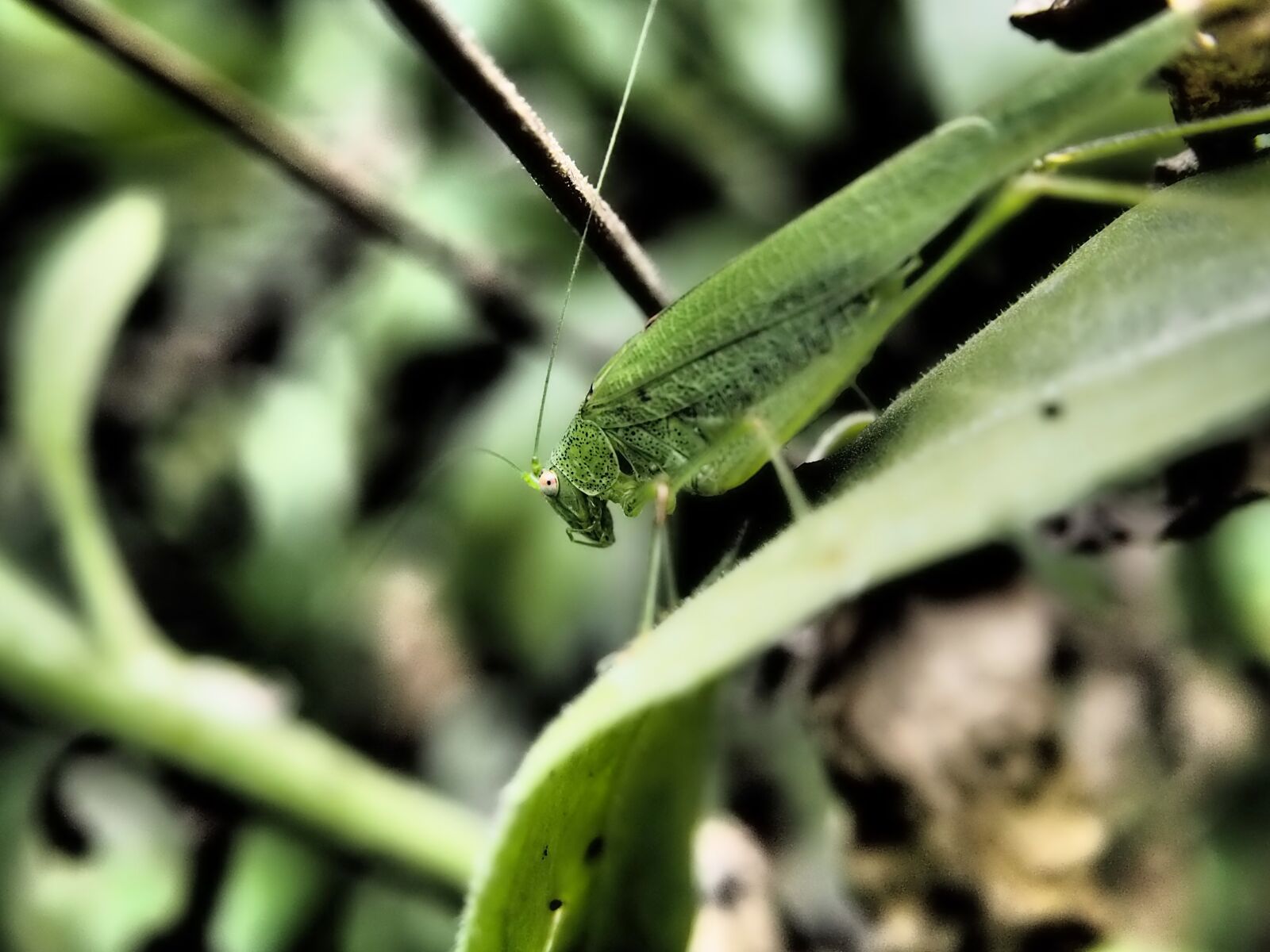 Olympus OM-D E-M10 sample photo. Grasshopper, garden, insect photography