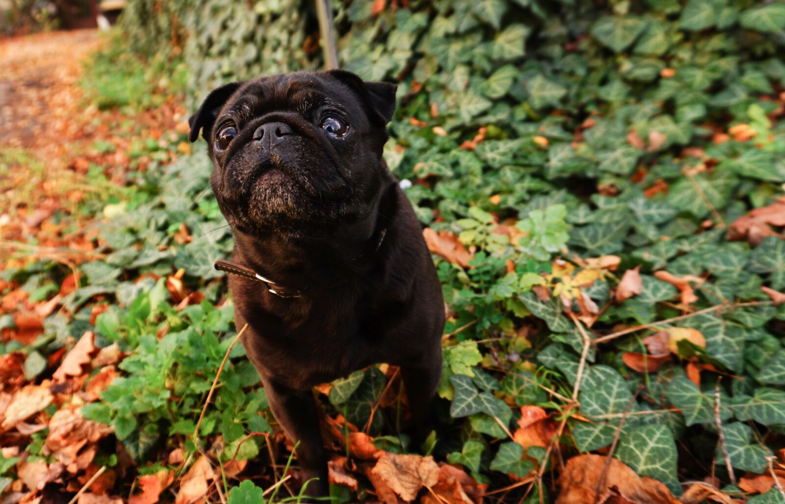 Sony a6300 sample photo. Dog, pug, cute photography