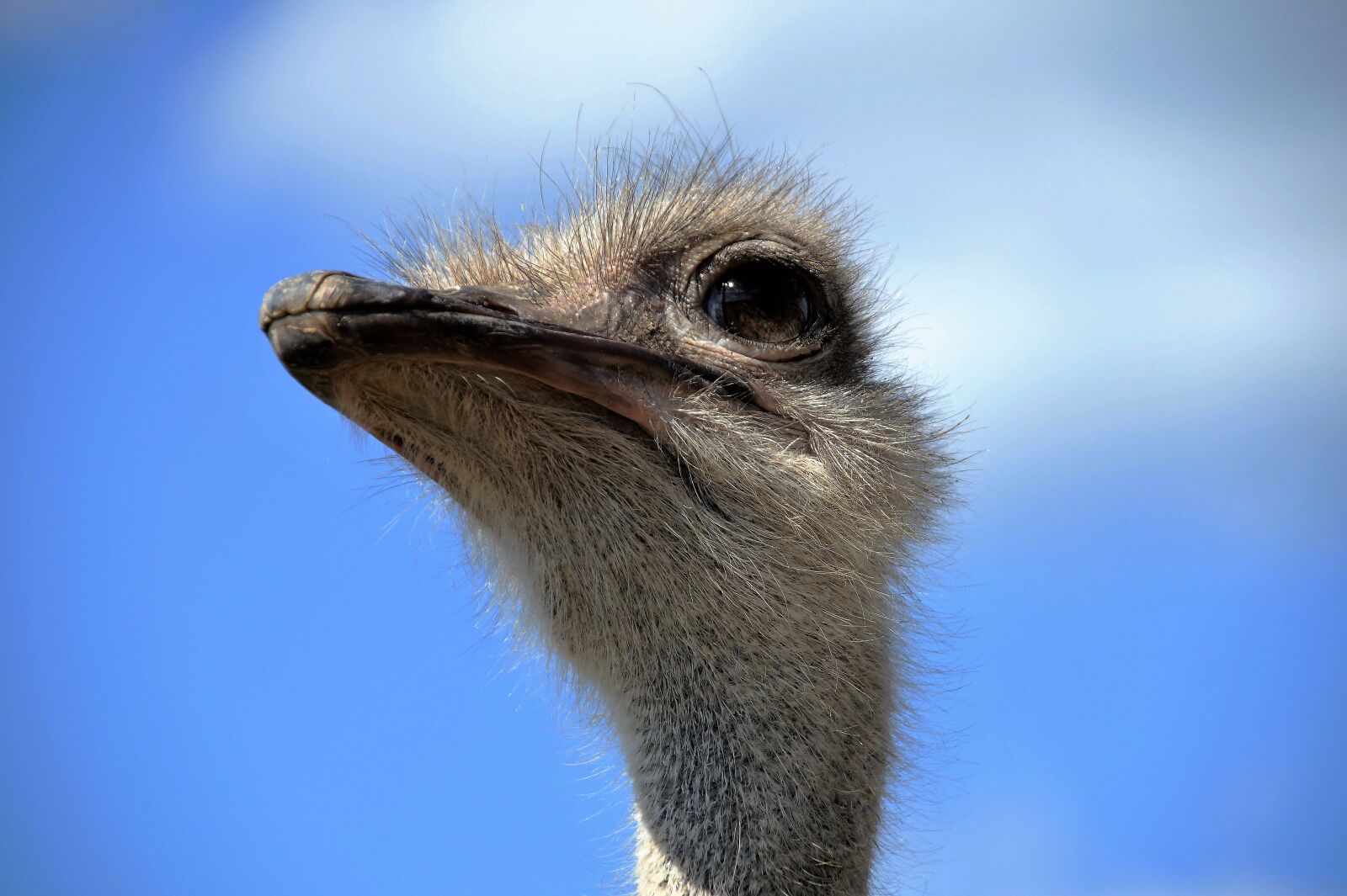 Sony SLT-A58 sample photo. The ostrich, head, grimace photography