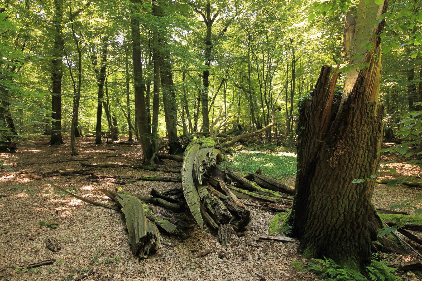 Canon EOS 700D (EOS Rebel T5i / EOS Kiss X7i) sample photo. Forest, tree, log photography