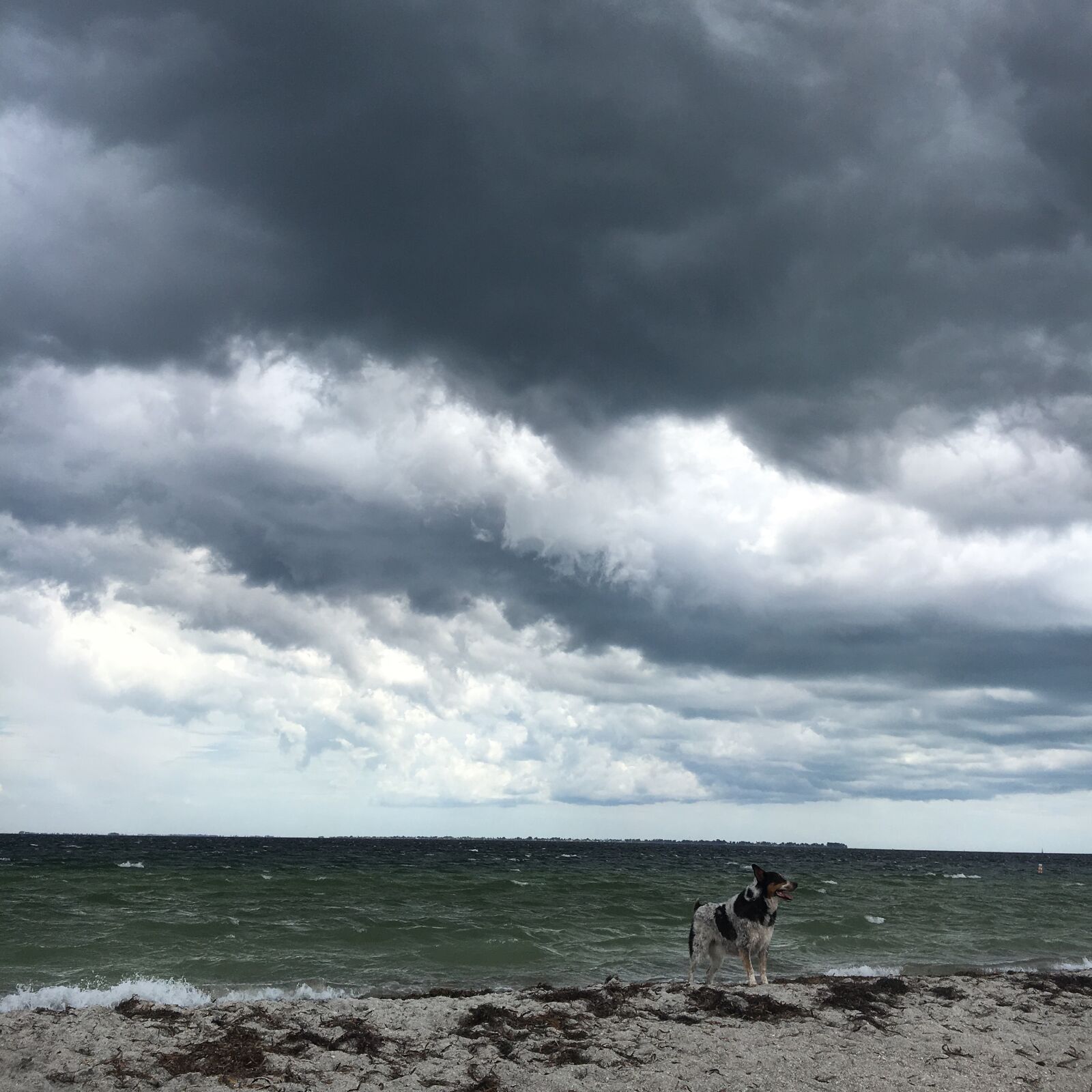 Apple iPhone 6s sample photo. Storm, dog on the photography