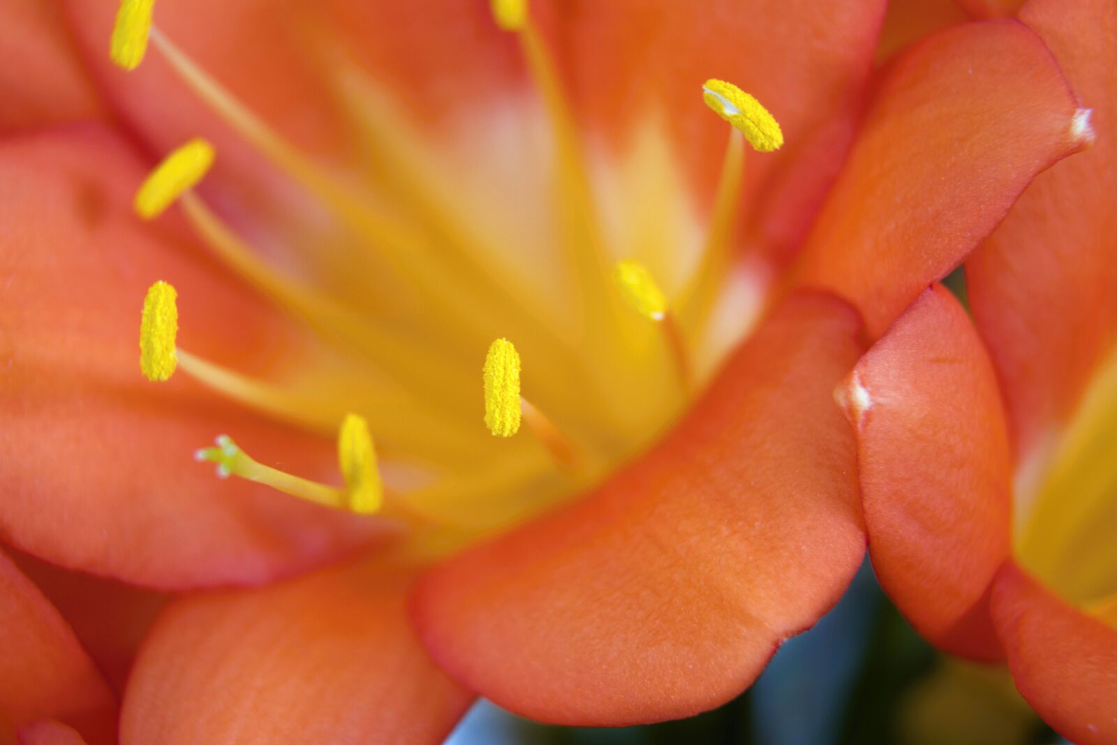 Nikon D5300 sample photo. Clivia, macro, pistils photography