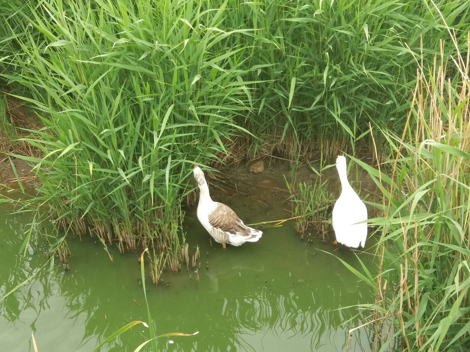 Samsung Galaxy J5(2016) sample photo. Ducks, pond, park photography