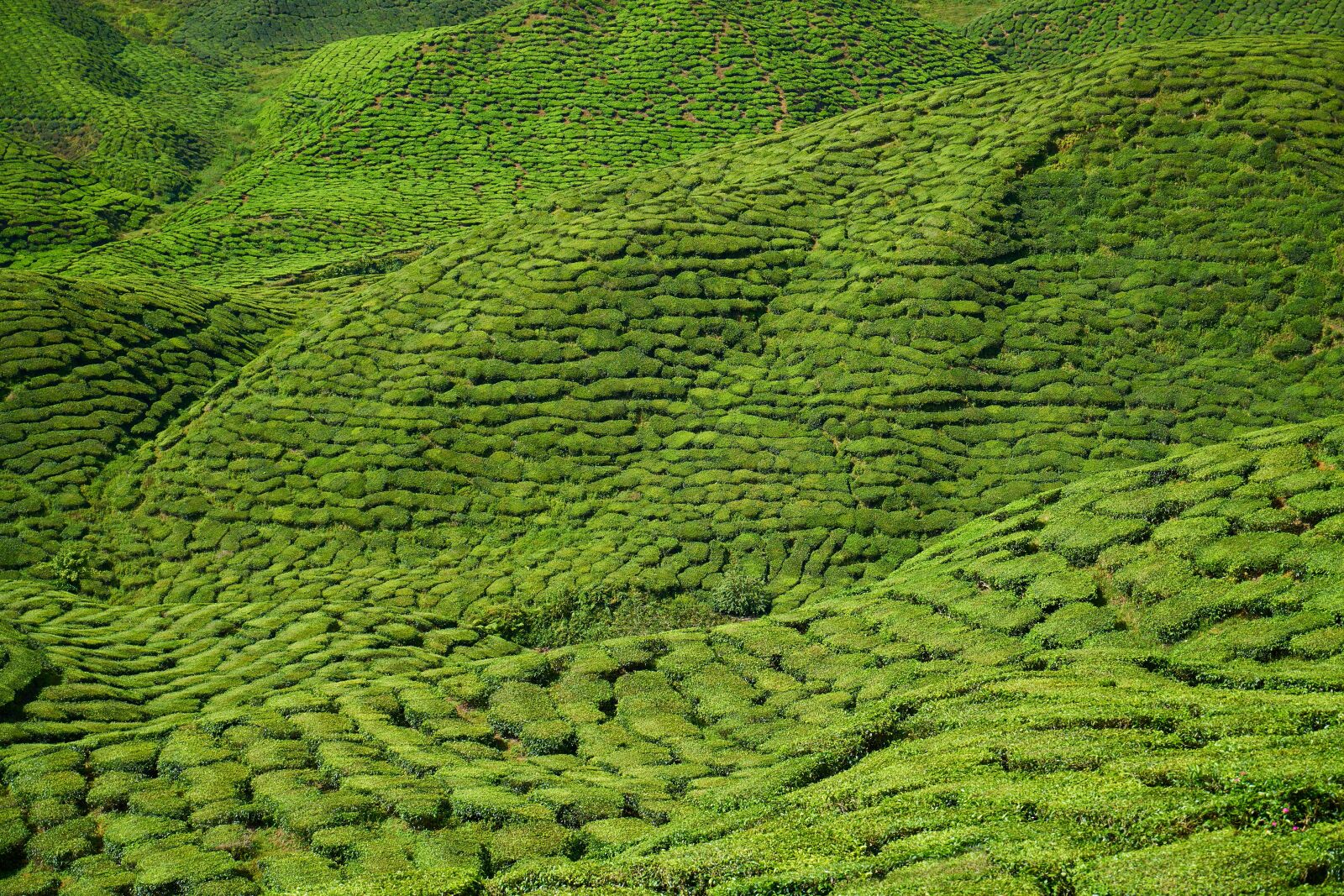 Sony a7R II sample photo. Tea, field, tea garden photography