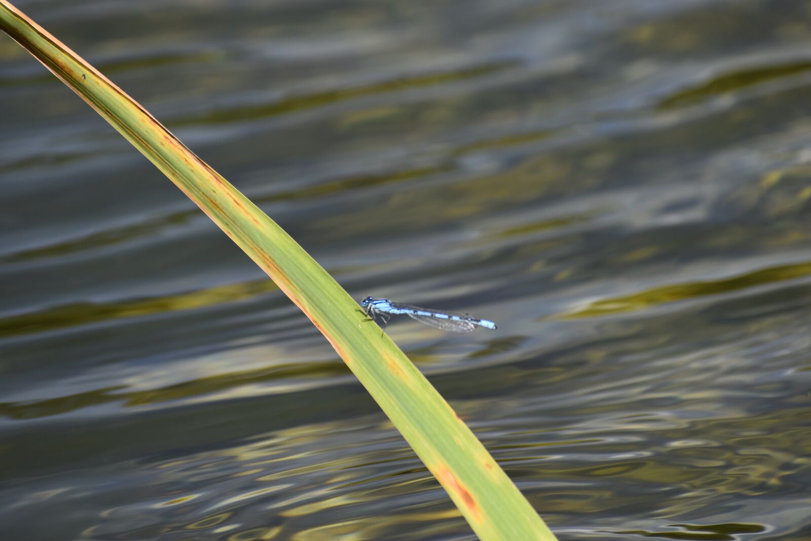 Nikon D3500 sample photo. Water, dragonfly, reed photography