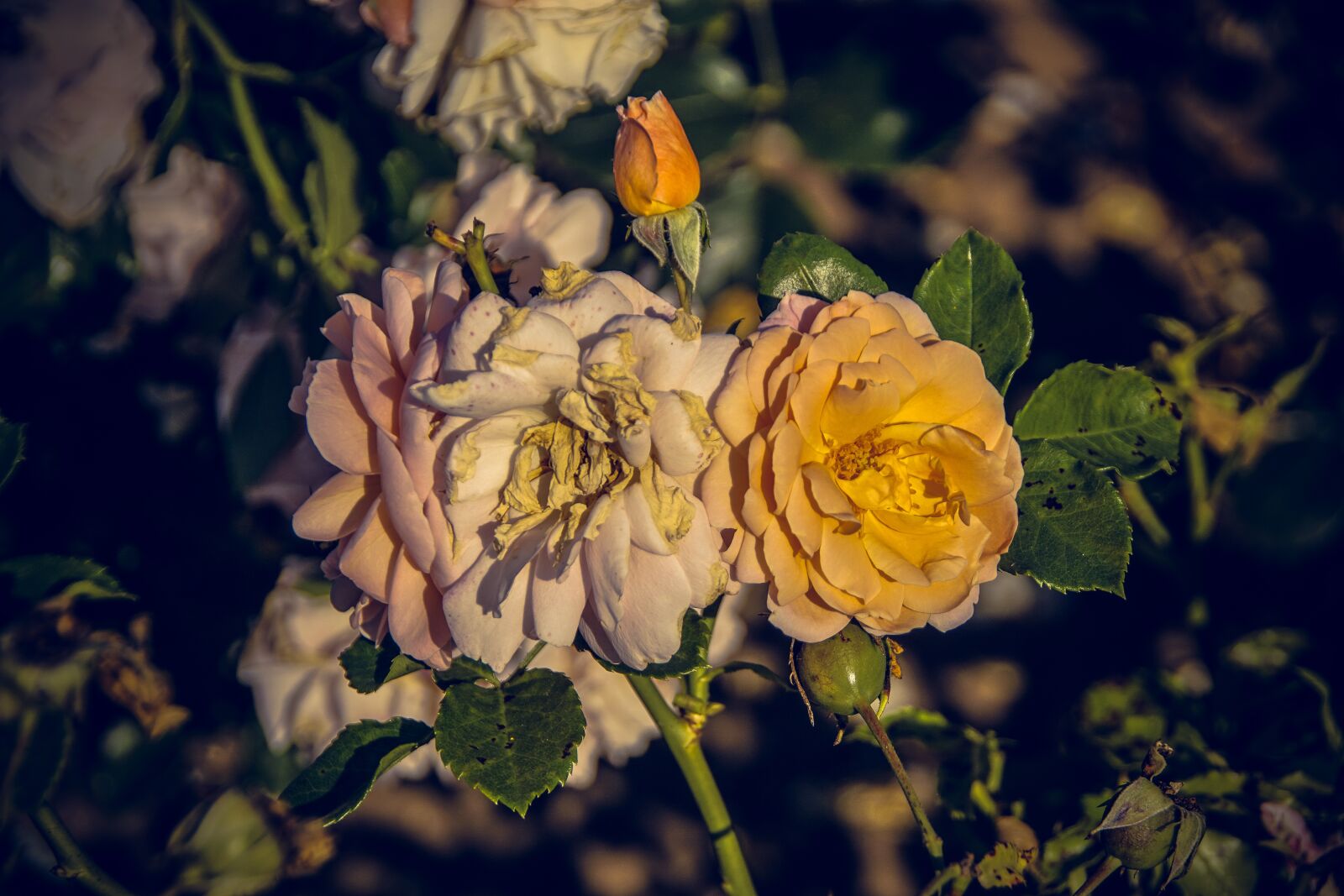 Sony ILCA-77M2 sample photo. Rose, blossom, bloom photography