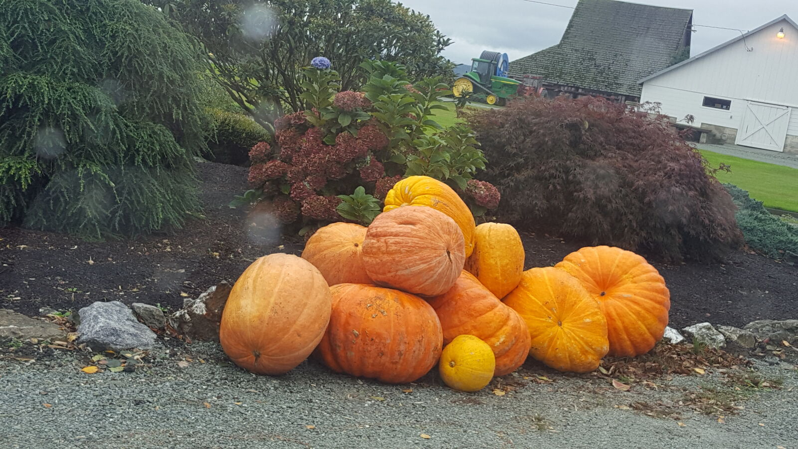 Samsung Galaxy S6 sample photo. Farm, pumpkins, seattle photography